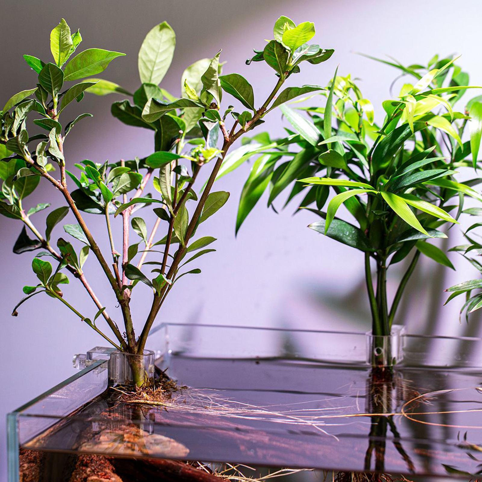 6 個の水族館植物ホルダー透明植栽ブラケット吊り下げ可能な植 - Aquarium Plant Diseases のレビューと価格